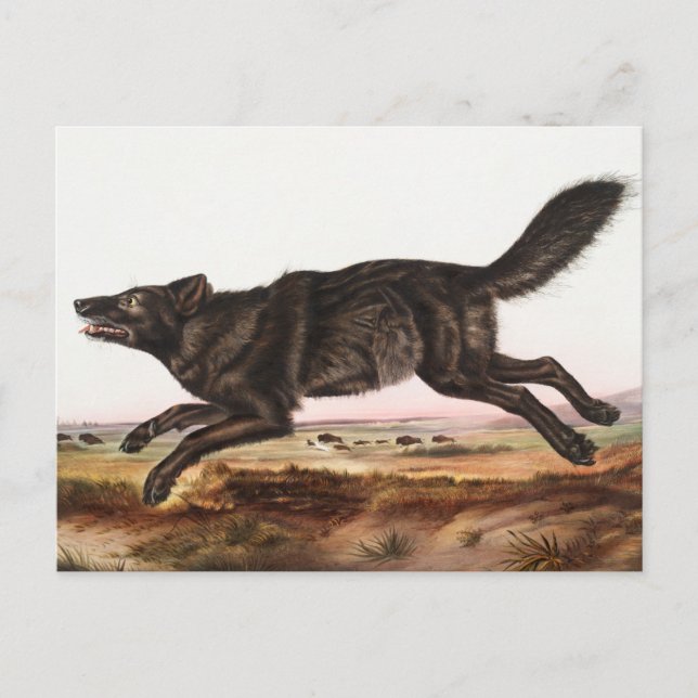 Schwarzer Wolf (Canis lupus) Illustration Postkarte (Vorderseite)