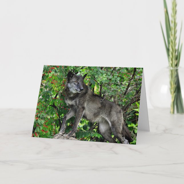 Schwarzer Wolf mit roter Beeren-Gruß-Karte Karte (Vorderseite)