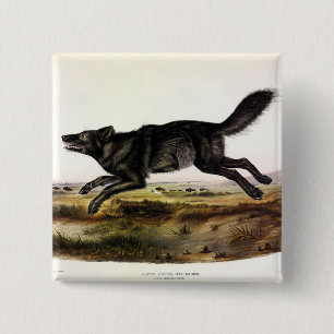 Schwarzer Wolf oder Schwarzer Amerikanischer Wolf Button