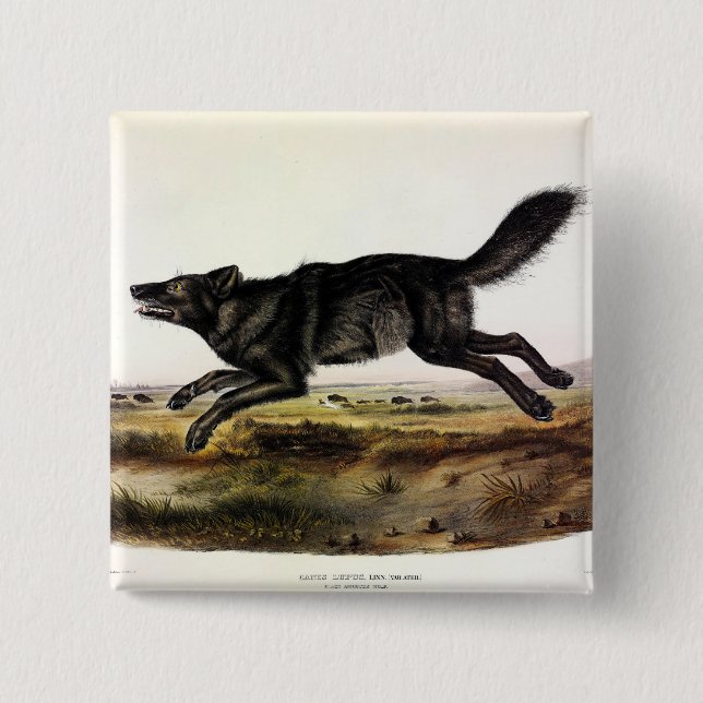 Schwarzer Wolf oder Schwarzer Amerikanischer Wolf  Button (Vorderseite)