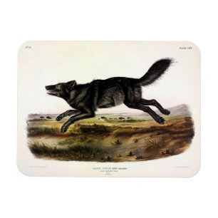 Schwarzer Wolf oder Schwarzer Amerikanischer Wolf Magnet