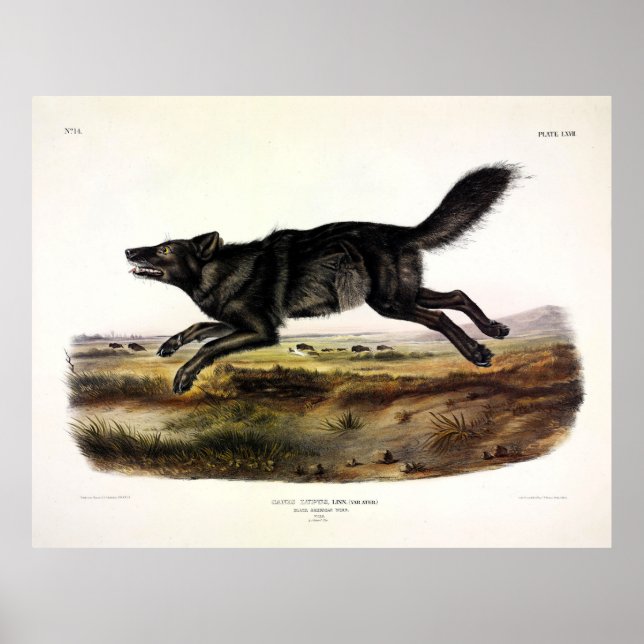 Schwarzer Wolf oder Schwarzer Amerikanischer Wolf  Poster (Vorne)