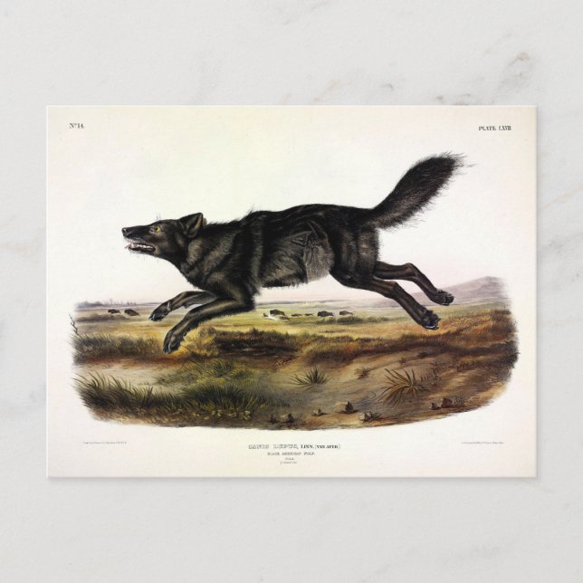 Schwarzer Wolf oder Schwarzer Amerikanischer Wolf  Postkarte (Vorderseite)