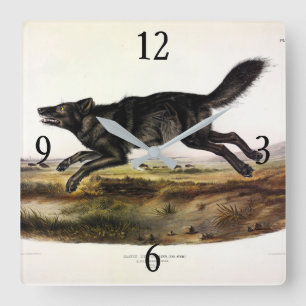 Schwarzer Wolf oder Schwarzer Amerikanischer Wolf Quadratische Wanduhr