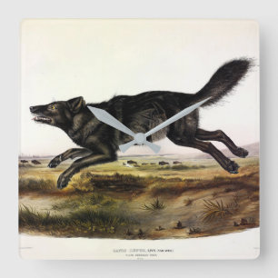 Schwarzer Wolf oder Schwarzer Amerikanischer Wolf Quadratische Wanduhr