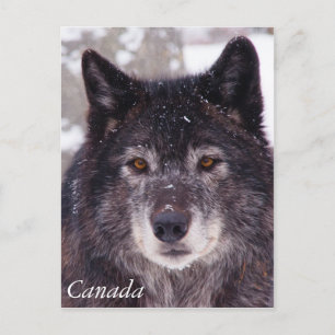 Schwarzer Wolf Postkarte - Kanada