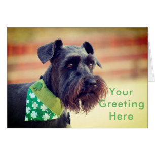 Schwarzer Zwergschnauzer