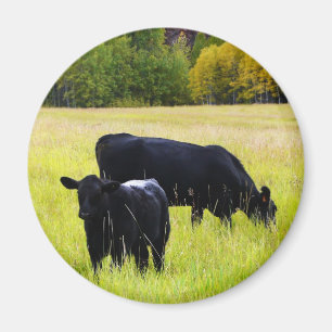 Schwarzes Angus-Paar auf dem Feld Magnet