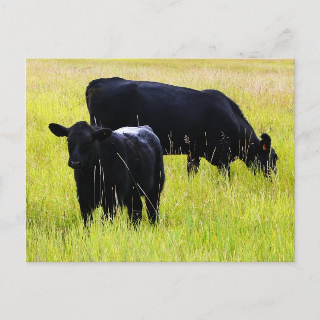 Schwarzes Angus-Paar auf dem Feld Postkarte (Vorderseite)