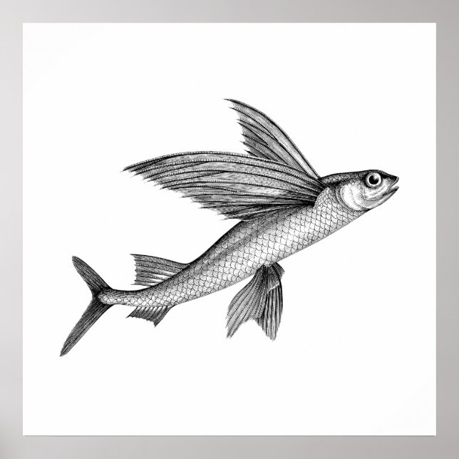 Schwarzes antikes Flying Fish Illustration Poster (Vorne)