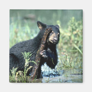 Schwarzes Bär-Junges im Sommersumpf Magnet