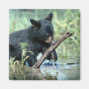 Schwarzes Bär-Junges im Sommersumpf Magnet