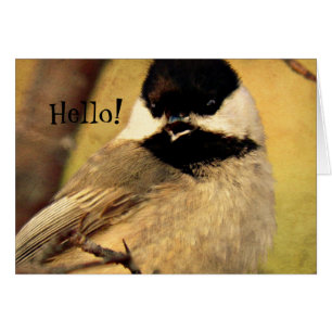 Schwarzes Chickadee-Foto