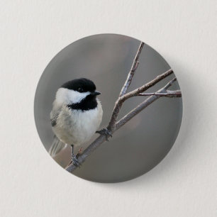 Schwarzes Chickadee-Foto Button
