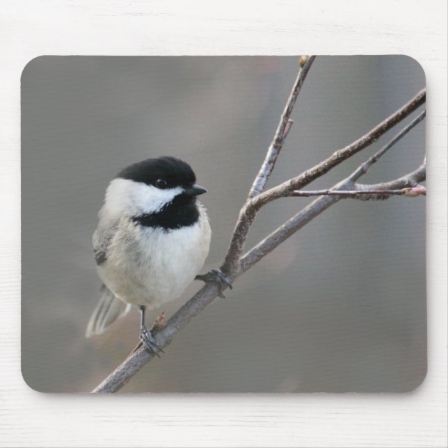 Schwarzes Chickadee-Foto Mousepad (Vorne)