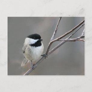 Schwarzes Chickadee-Foto Postkarte