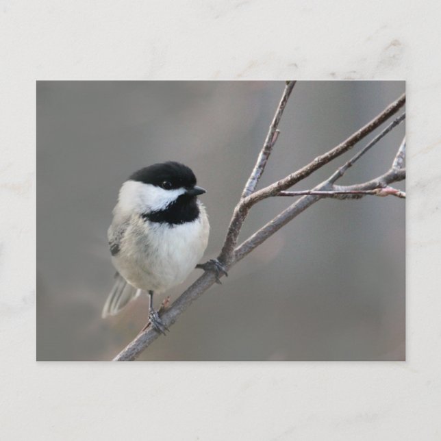 Schwarzes Chickadee-Foto Postkarte (Vorderseite)