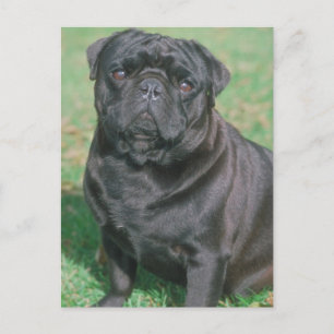 Schwarzes Chinesisches Pug Postkarte