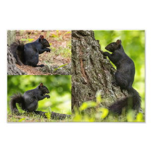 Schwarzes Eichhörnchen Fotodruck