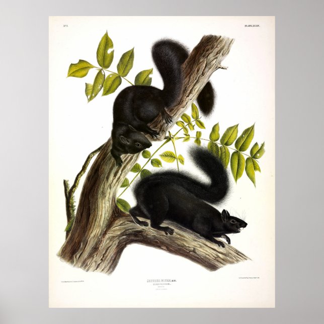 Schwarzes Eichhörnchen, Ostgrauhörnchen von Audubo Poster (Vorne)