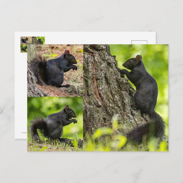Schwarzes Eichhörnchen Postkarte (Vorne/Hinten)