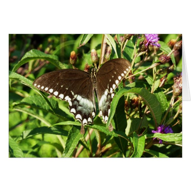 Schwarzes Frack Butterfly Naturfotografie (Vorderseite (Horizontal))