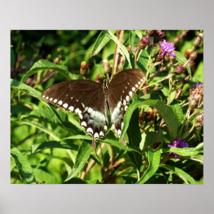 Schwarzes Frack Butterfly Naturfotografie Poster