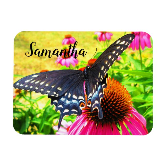 Schwarzes Frack Butterfly Pink Echinacea Blume Magnet (Horizontal)