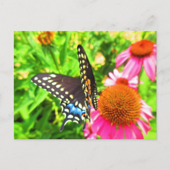 Schwarzes Frack Butterfly Pink Echinacea Blume Postkarte (Vorderseite)