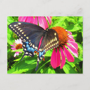 Schwarzes Frack Butterfly Pink Echinacea Blume Postkarte