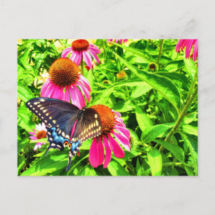 Schwarzes Frack Butterfly Pink Echinacea Blume Postkarte