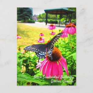Schwarzes Frack Butterfly Pink Echinacea Blume Postkarte