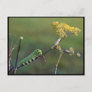Schwarzes Frack Katzen Postkarte