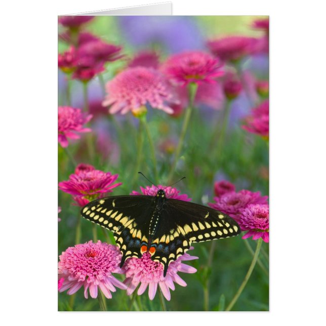 Schwarzes Frack Schmetterling auf dunkelrosa Blume (Vorne)