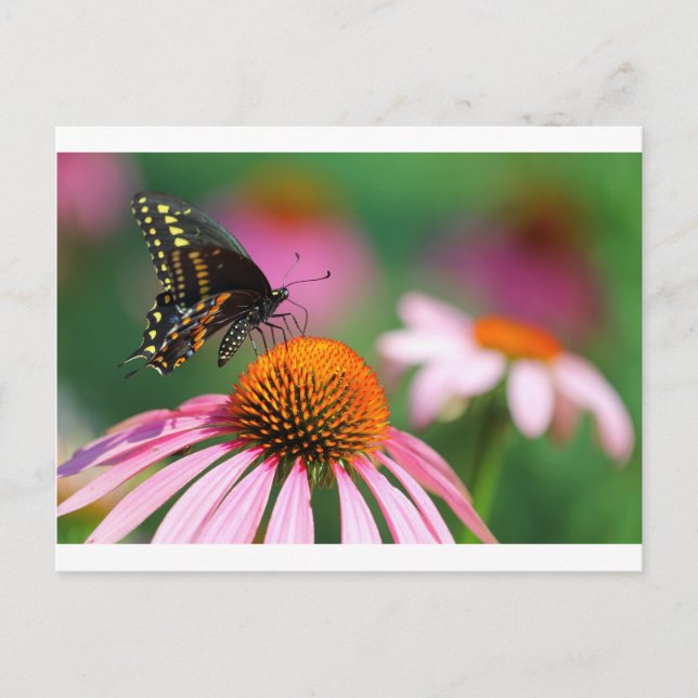 Schwarzes Frack Schmetterling auf einer Blume, Ohi Postkarte (Vorderseite)