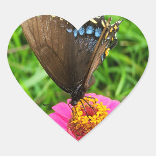 Schwarzes Frack Schmetterling auf rosa Blume Herz-Aufkleber