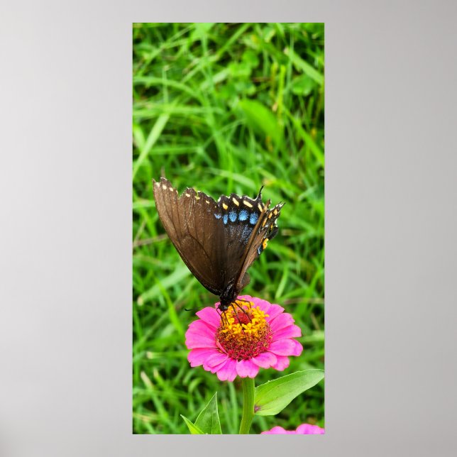 Schwarzes Frack Schmetterling auf rosa Blume Poster (Vorne)