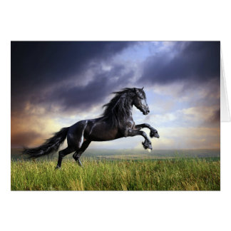 Schwarzes friesisches Pferd