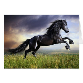 Schwarzes friesisches Pferd