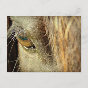 Schwarzes Horse Auge Postkarte
