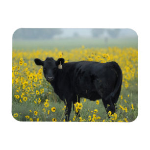 Schwarzes Kalb auf einem Feld mit Sonnenblumen Magnet