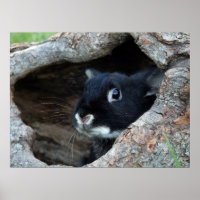 Schwarzes Kaninchen im Hollow eines Baumes