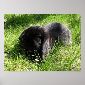 Schwarzes Kaninchen Poster