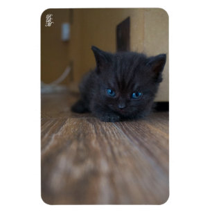 Schwarzes Kätzchen Magnet
