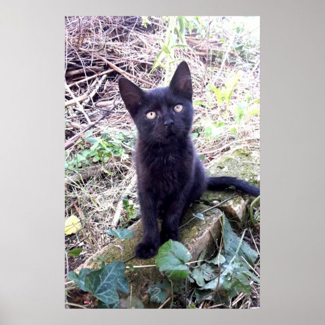 Schwarzes Kätzchen Poster (Vorne)