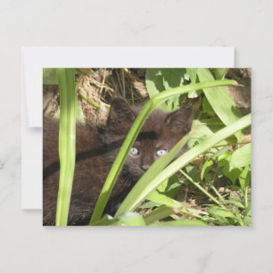 Schwarzes Kätzchen Postkarte