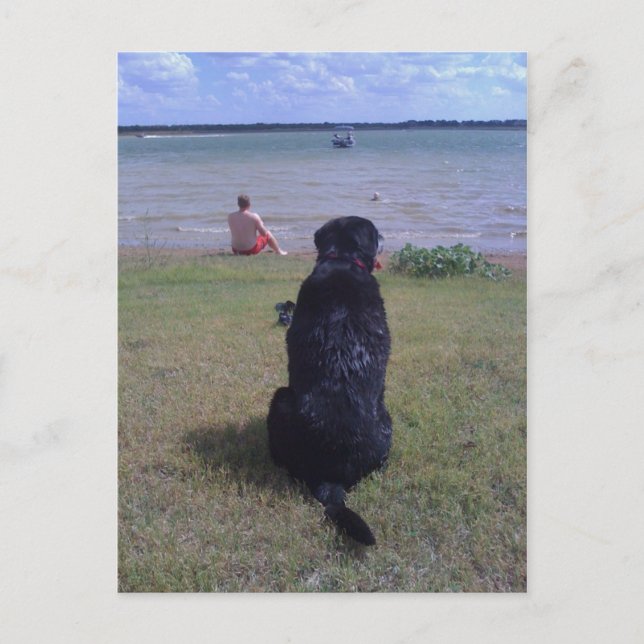 Schwarzes Labor am See Postkarte (Vorderseite)