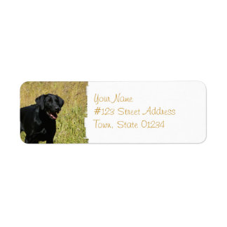 Schwarzes Labor in den Field-Mailing-Labels