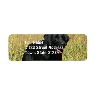 Schwarzes Labor in den Field-Mailing-Labels
