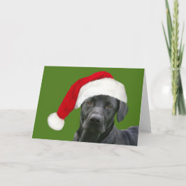 Schwarzes Labor Weihnachten